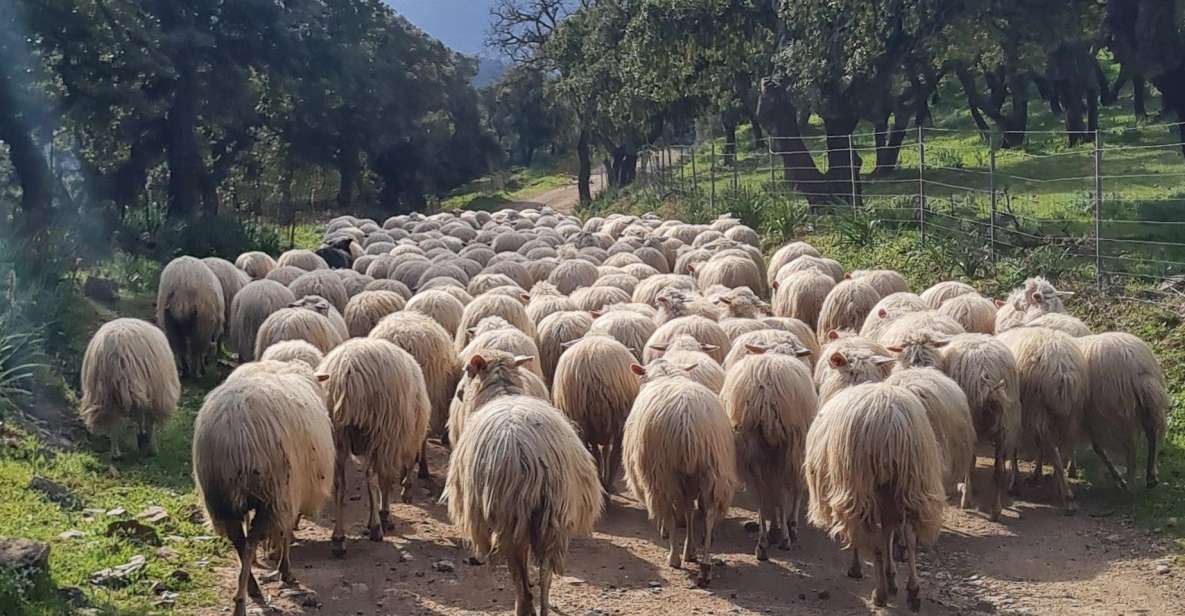 Bitti: Live a Shepherd Experience With Typical Lunch - Overview of the Experience