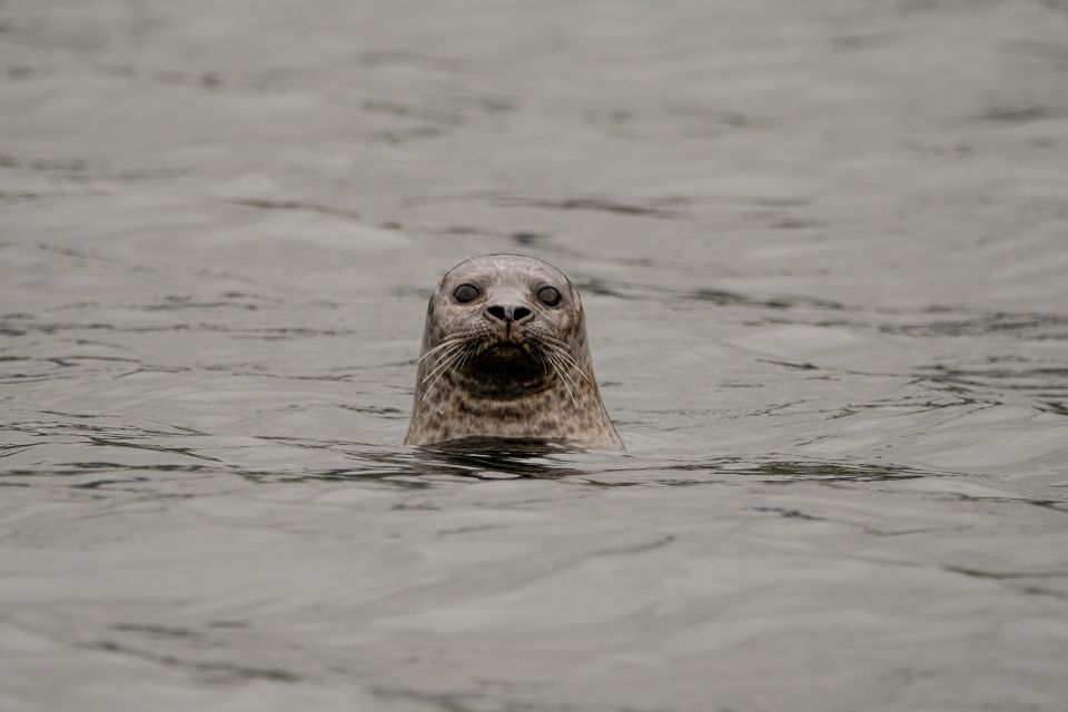 Bleik: Whale Watching by Speedboat With Puffins and Muffins