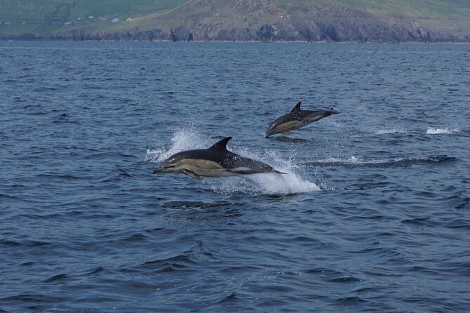 Boat Tour of Dingle Peninsula