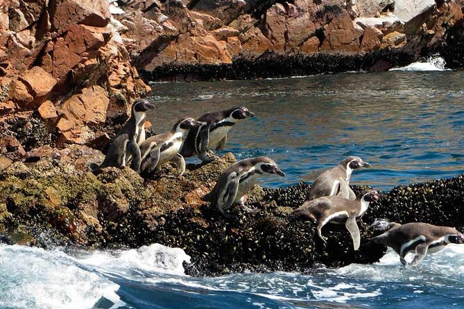 Boat Tour of the Ballestas Islands in Paracas