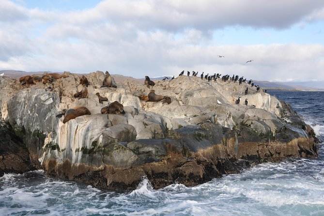 Boat Trip to the Penguin Colony on Martillo Island