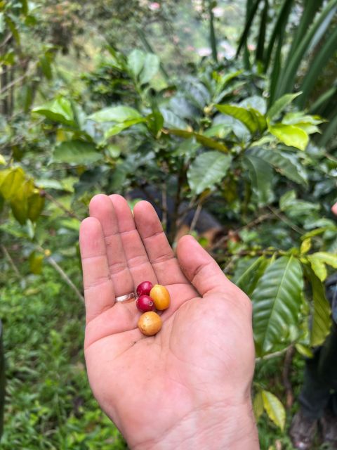 Bogota: Private Coffee Tour in Silvania – Coffee Farm