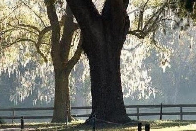 Boone Hall Plantation Admission & Tour With Transportation From Charleston