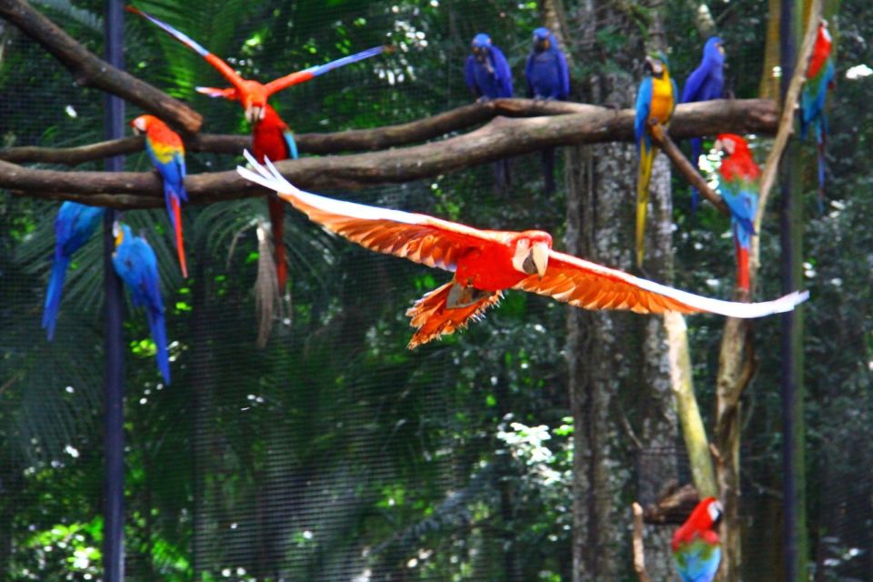 Brazilian Falls, Bird Park and Itaipu Dam