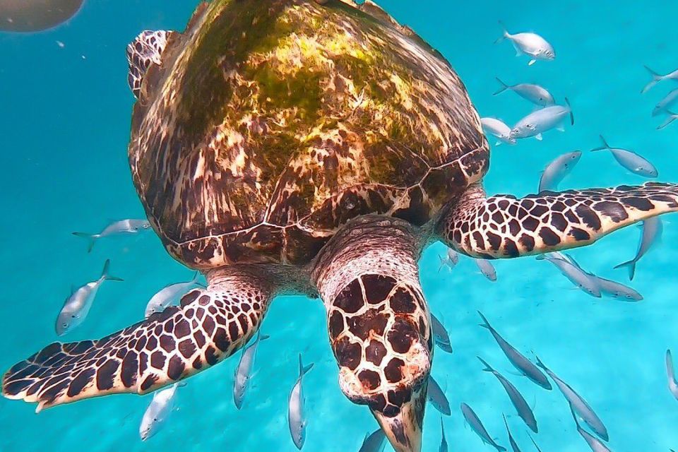 Bridgetown: Carlisle Bay Turtle and Shipwreck Boat Cruise