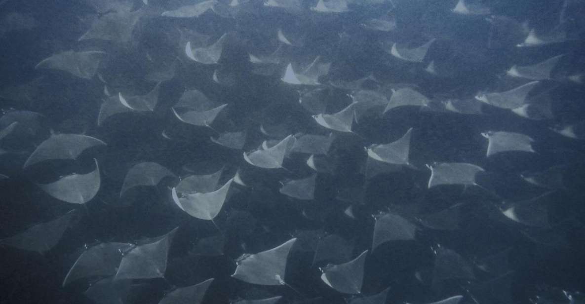 Cabo Pulmo Snorkeling