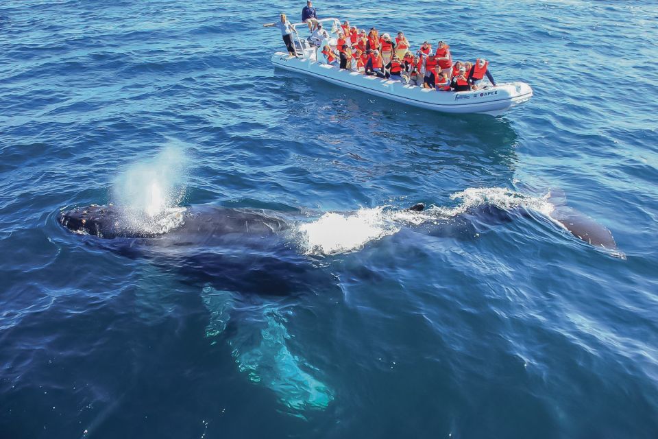 Cabo San Lucas: 2-Hour Whale Watching Adventure - Tour Overview