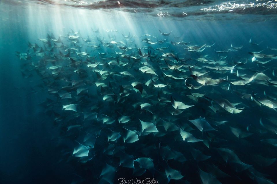 Cabo San Lucas Marine Park Scuba Diving Adventure