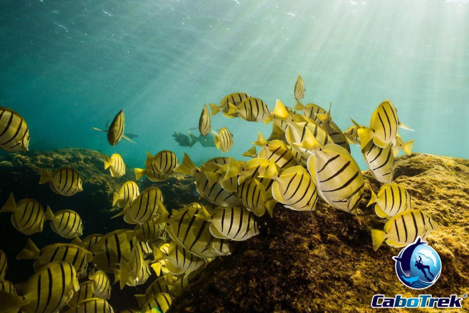 Cabo San Lucas Private and Shared Snorkeling Tour - Tour Details