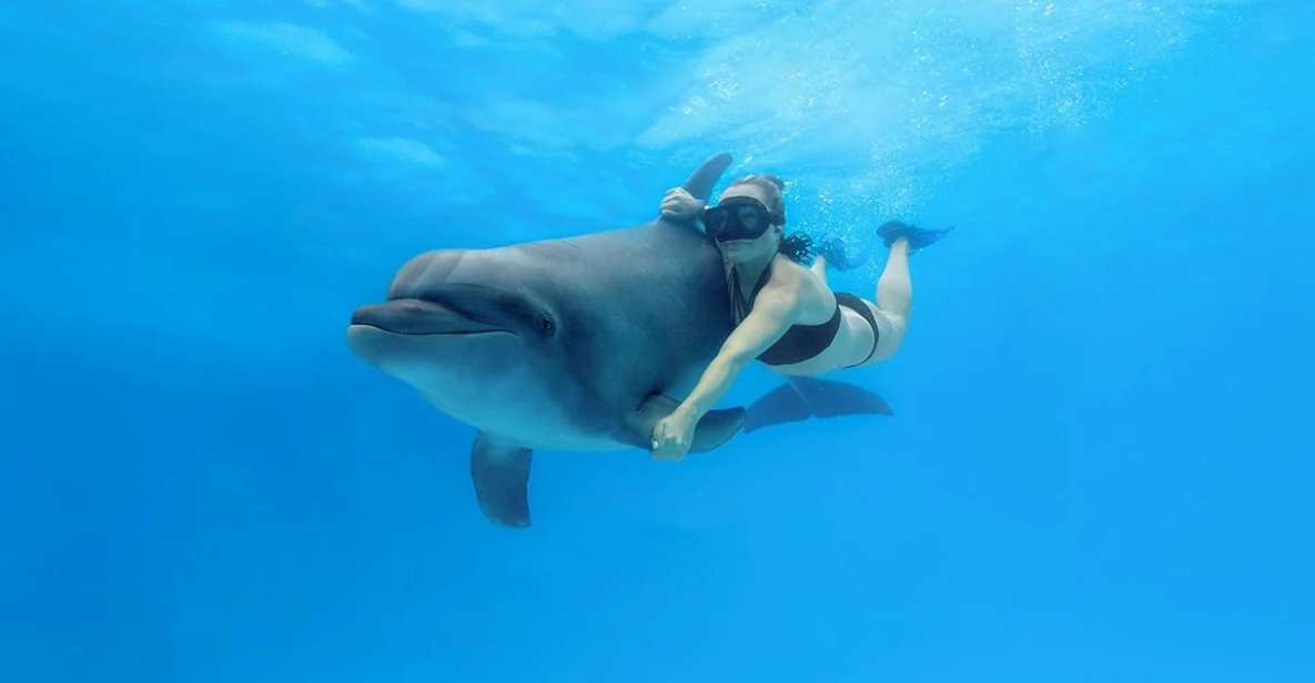 Cabo San Lucas: Swim Excursion With Dolphin Interaction