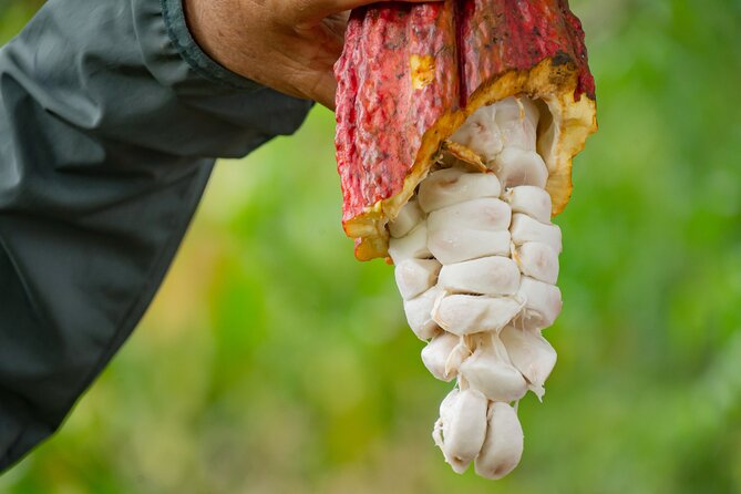 Cacao Farm Excursion Day Trip From Guayaquil