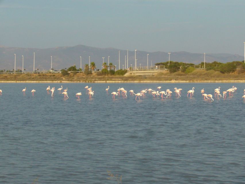 Cagliari: Bike Tour in the Flamingo Oasis