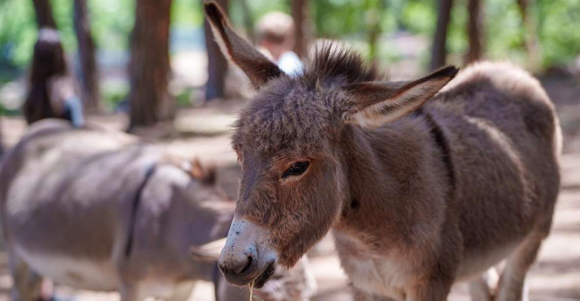 Cagliari: Picnic With Sardinian Donkeys