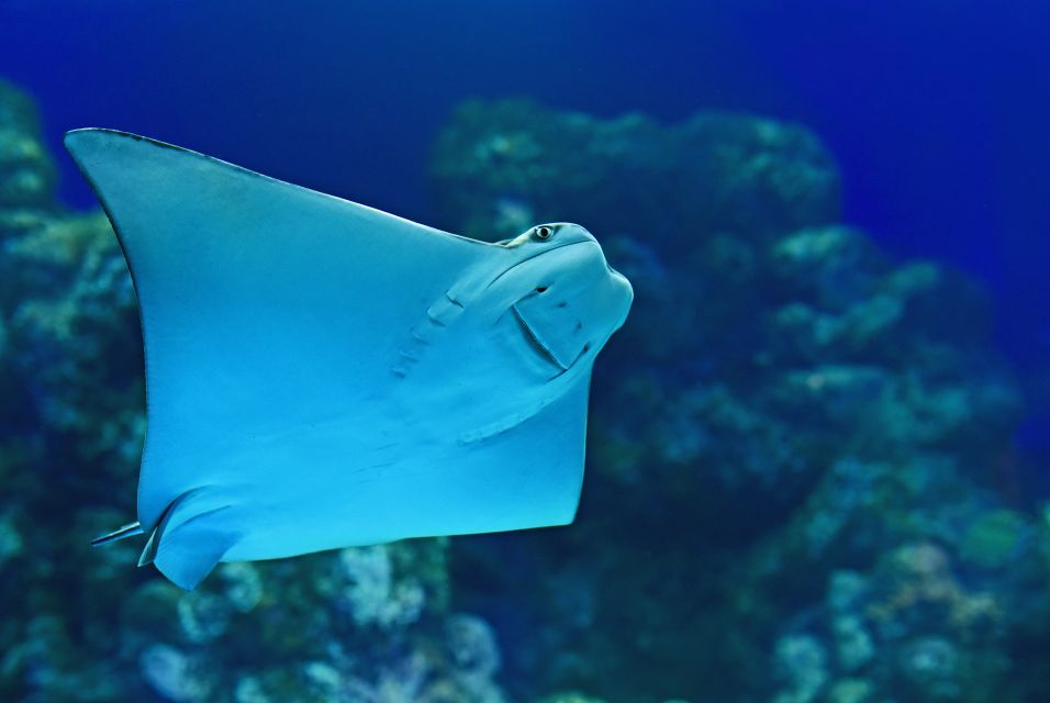 Cairns: Marine Life Encounter