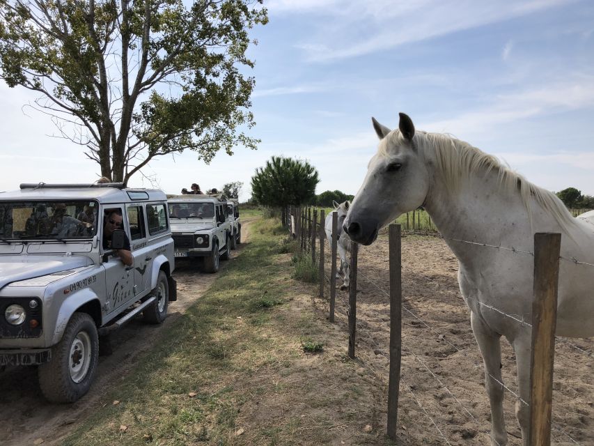 Camargue: Safari From Saintes-Maries-De-La-Mer