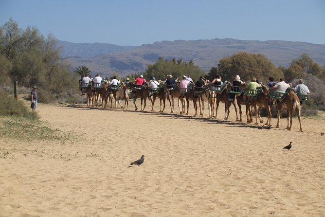 Camel Riding in Maspalomas Dunes