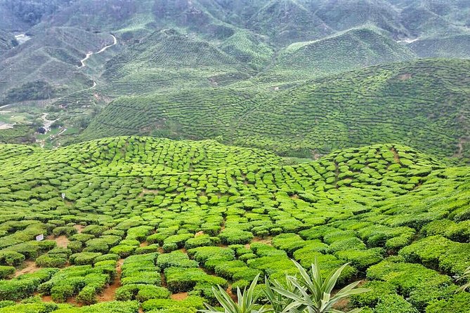 Cameron Highlands Day Tour From Kuala Lumpur With Lunch (Sic – Shared Tours)