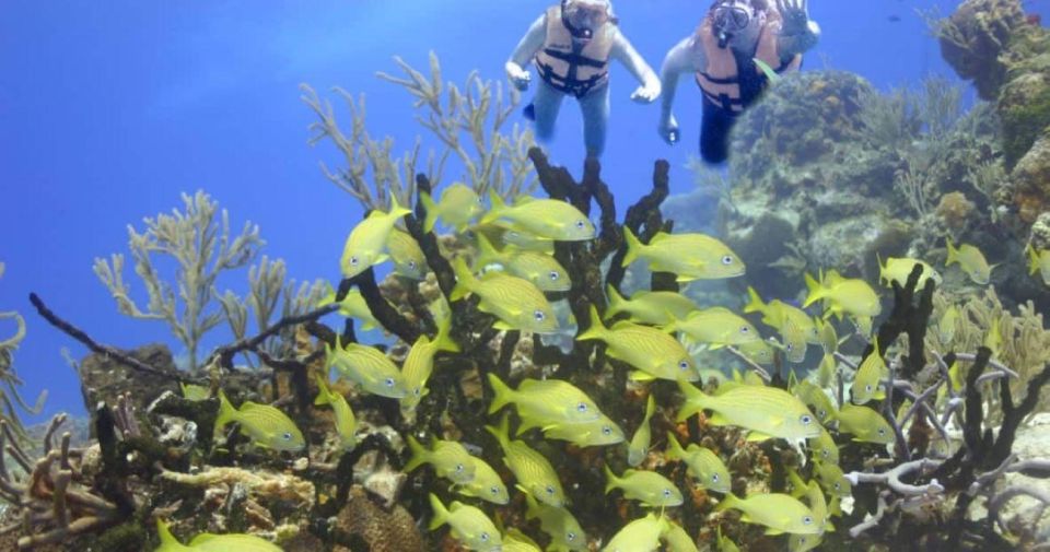 Cancun: Cancun Cenote Tour & Snorkeling