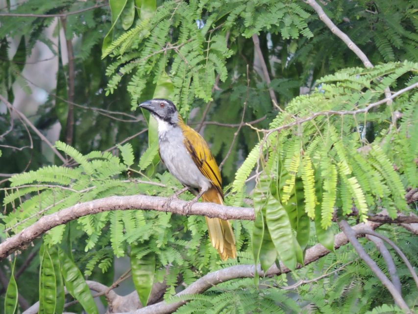 Cancun: Private Birdwatching Tour - About the Tour