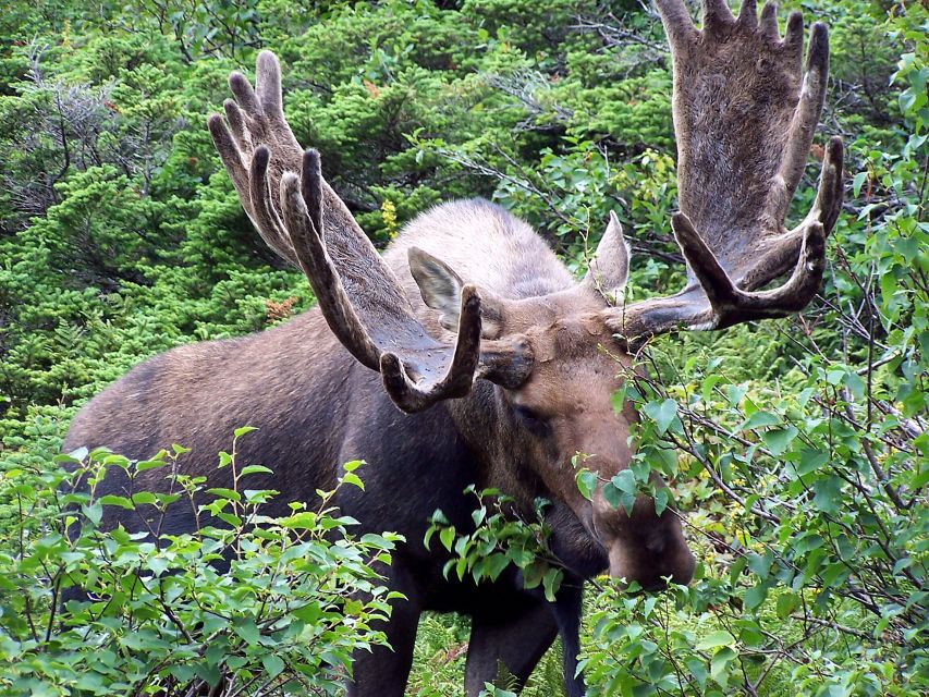 Canmore: 4-Hour Banff Park Safari Drive & Nature Walk - Tour Overview