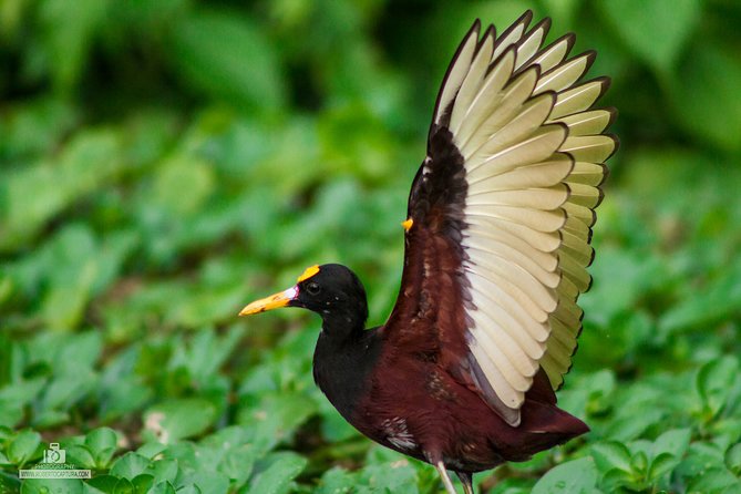 Canoe Tour in Tortuguero National Park