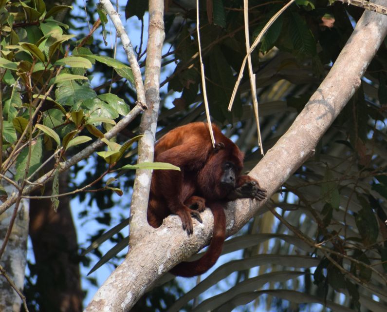 Canopy Walk and Monkey Island