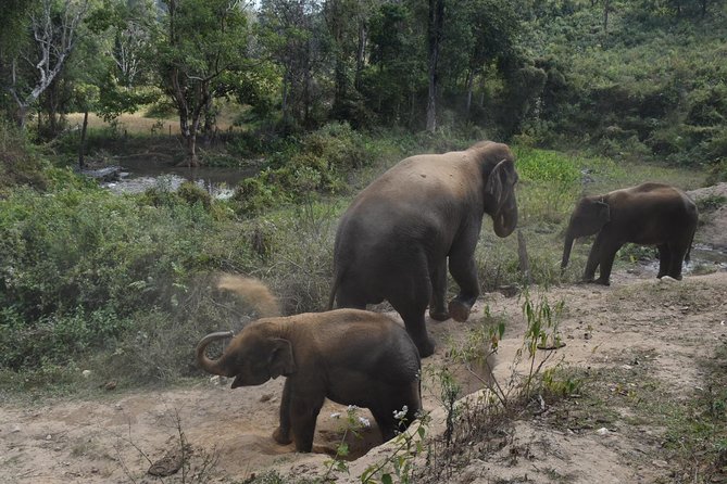 Care Pride Elephants: Full-Day Tour Experience - Elephant Pride Sanctuary