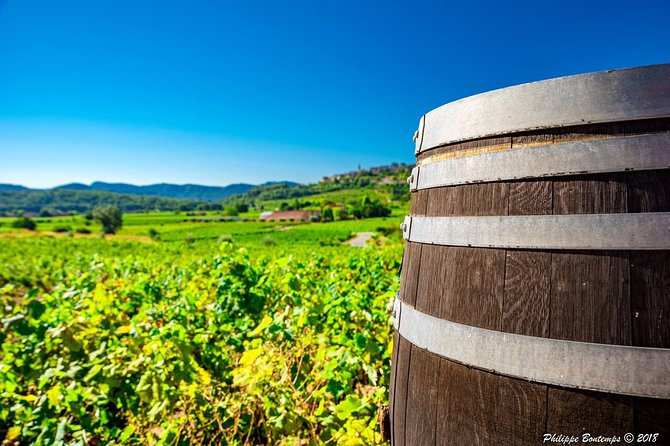 Cellar Visit & Bandol Wine Tasting