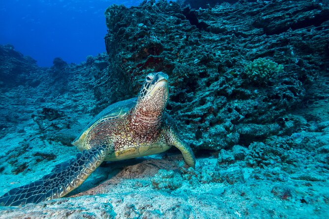 Certified Diver: 2-Tank Shallow Reef Dives off Oahu