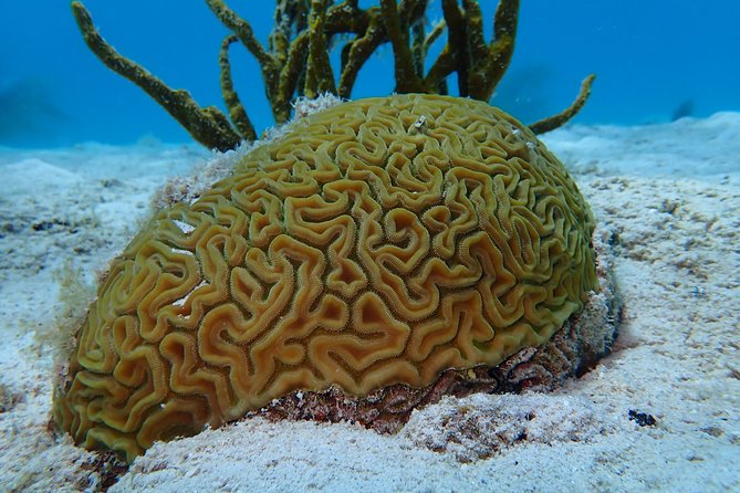 Certified Guided Reef Dive in St Thomas