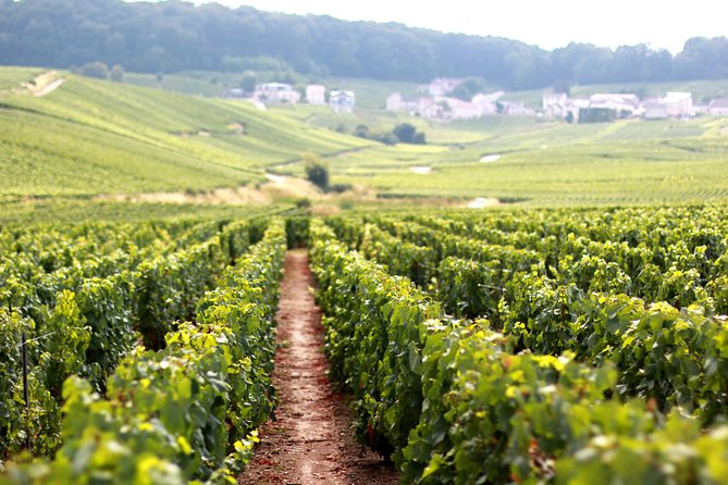 Champagne VIP Day Trip From Paris With Local PRIVATE Wine Expert Guide