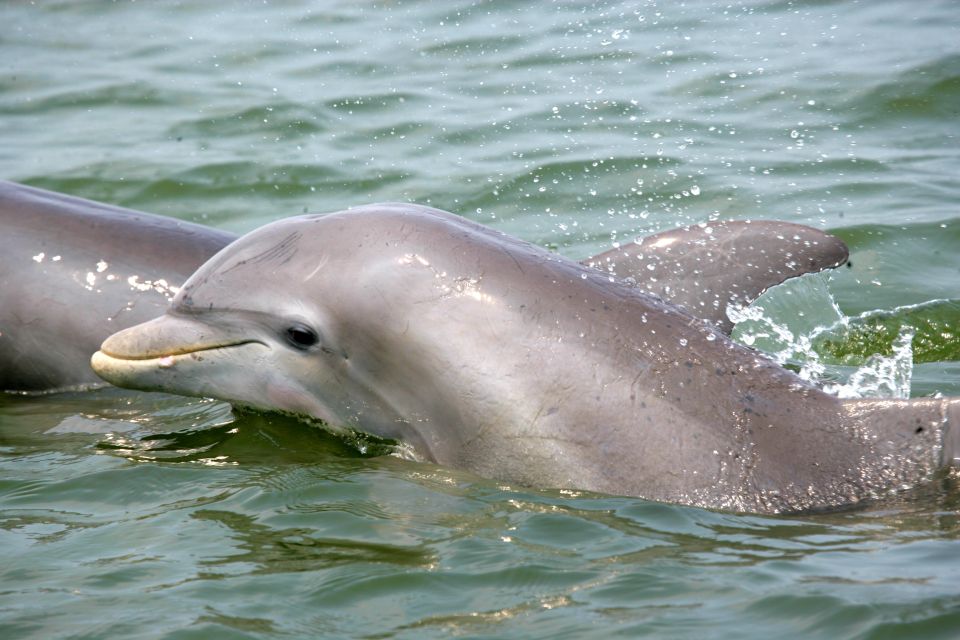 Charleston: Schooner Sailing Harbor Tour & Dolphin Watch