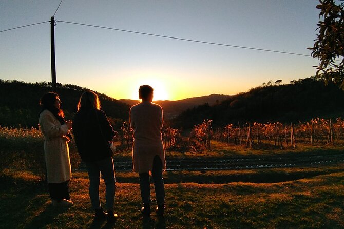 Chianti Wine Tastings at Sunset Day Trip From Florence