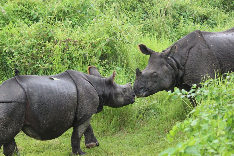 Chitwan: Jungle Safari Tour With Canoe Ride in Forest River