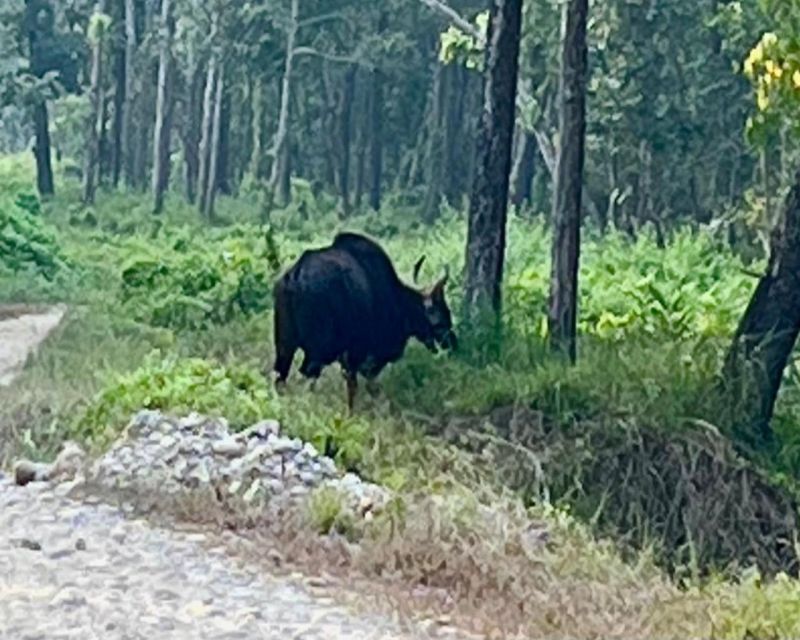 CHITWAN NATIONAL PARK FULL DAY PRIVATE JEEP SAFARI FROM MADI