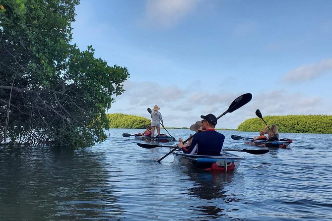 Clear Kayak Tour of Shell Key Preserve and Tampa Bay Area - Tour Description