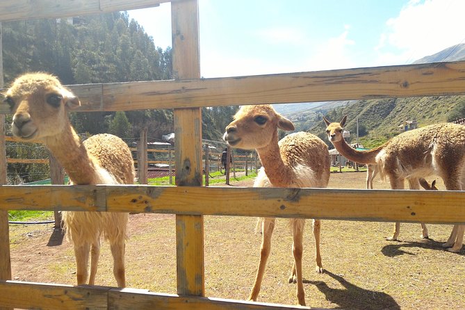 Cochahuasi Animal Sanctuary Admission Ticket