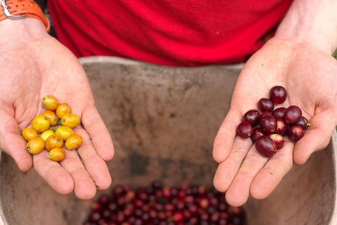 Coffee Farm and Salento Walking Tour With Lunch - Inclusions and Logistics