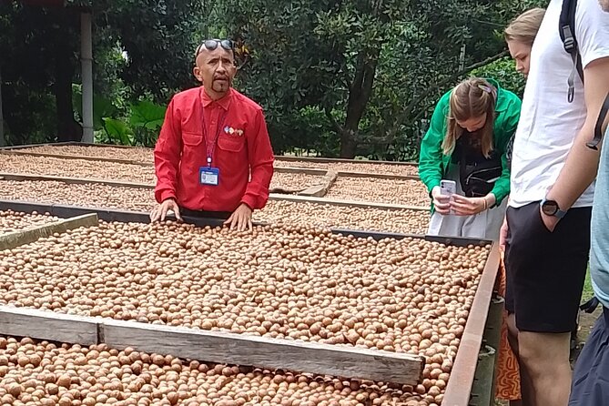 Coffee & Macadamia Fincas Tour