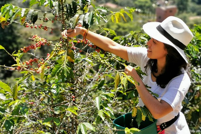 Coffee Private Full-Day Tour in the Beautiful Jardin Town