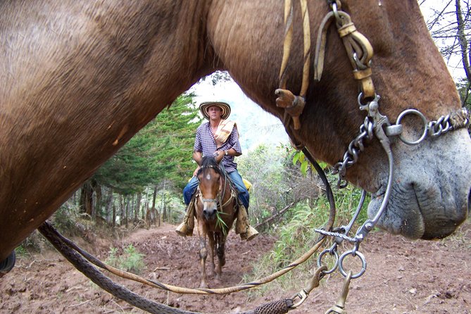 Coffee Tour In Horse Riding and Lunch In Medellin