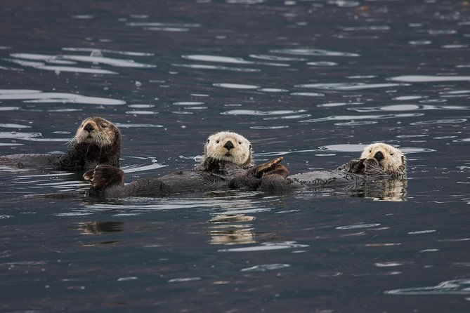 Columbia Glacier Cruise From Valdez