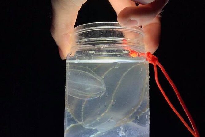 Comb Jelly Bioluminescence Kayak Tour