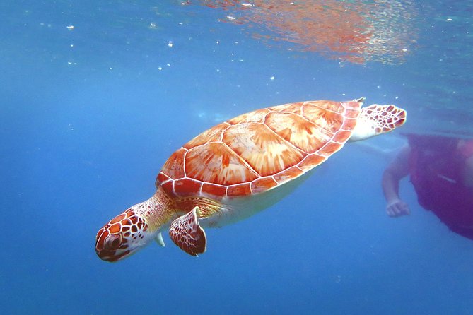 Coral Reef and Turtle Discovery Kayak and Snorkel Tour