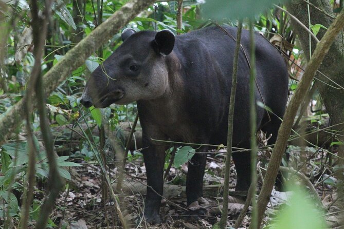 Corcovado National Park Day Tour - Overview of Corcovado National Park