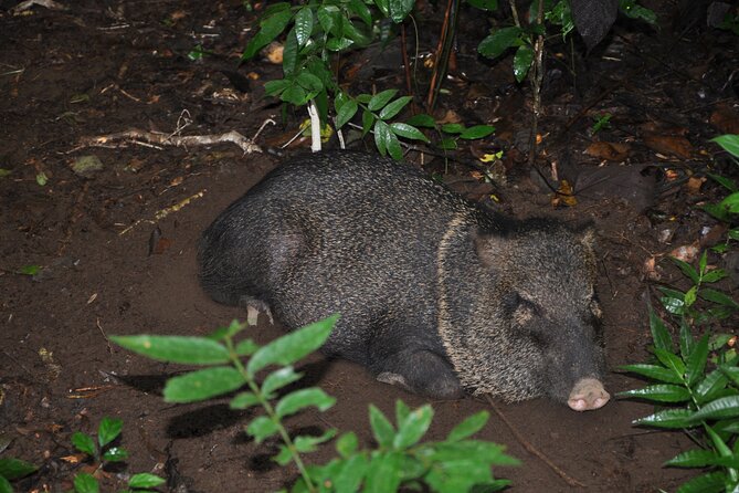 Corcovado Tour-1 Night at Sirena Station-Starting and Finishing in Drake Bay - Tour Overview