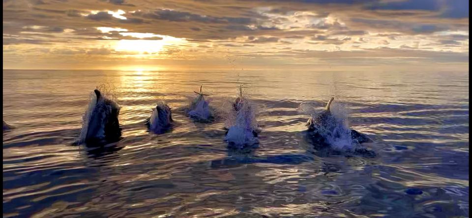 Corner Brook: Woods Island Adventure 3-Hour Zodiac Tour