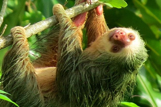 Costa Rica Sloth Tour in La Fortuna