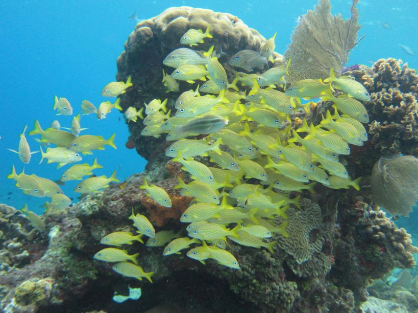 Cozumel: VIP Glass Bottom Boat & Snorkeling 3 Reefs Tour