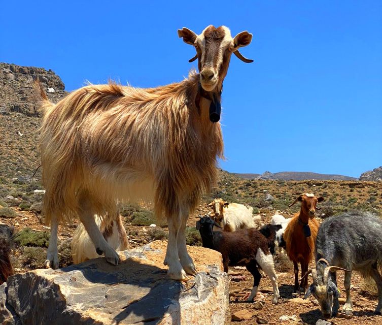 Crete: Jeep Safari, Mountains, Goat-Keeping & Cheese Making